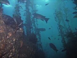 Diving in the reserve off Anacapa is strikingly different... by Wendy Mitchell 